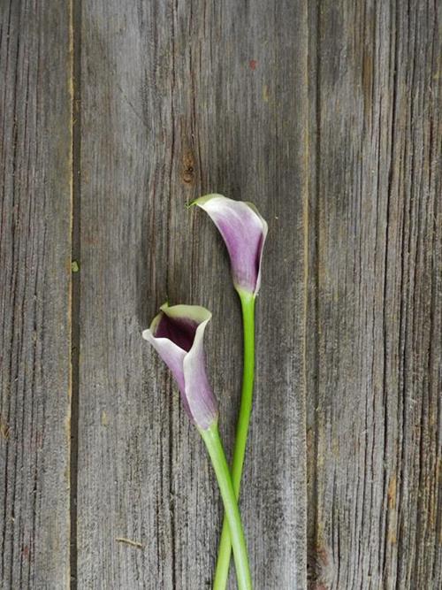 PICASSO  BICOLOR PURPLE/CREAM MINI CALLA